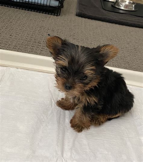 yorkie puppies for sale in nashville tennessee